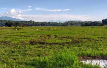 Agricultural Lot For Sale in Cambitala, Pantabangan, Nueva Ecija