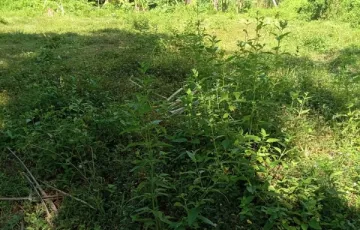 Agricultural Lot For Sale in Guinacot, Danao, Cebu