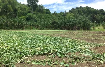 Agricultural Lot For Sale in Carmen, Toledo, Cebu