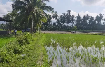 Agricultural Lot For Sale in San Jose, Koronadal, South Cotabato
