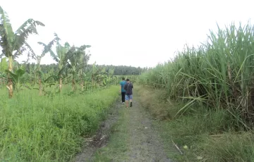 Agricultural Lot For Sale in Matanao, Davao del Sur
