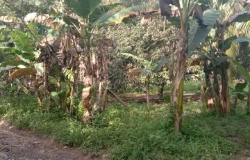 Agricultural Lot For Sale in Tagbitan-Ag, Island of garden Samal, Samal, Davao del Norte