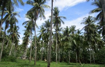 Agricultural Lot For Sale in Kiblawan, Davao del Sur | Lamudi