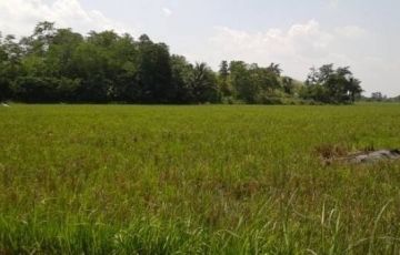 Lot For Sale in Dingras, Ilocos Norte | Lamudi