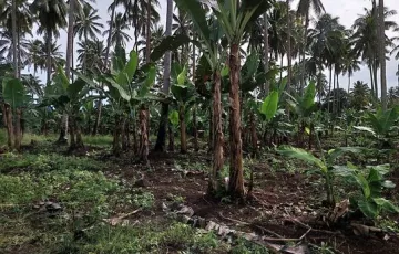 Agricultural Lot For Sale in Baracatan, Davao, Davao del Sur