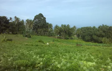 Agricultural Lot For Sale in Timbao, Bacong, Negros Oriental