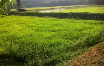 Agricultural Lot For Sale in Palihan, Hermosa, Bataan