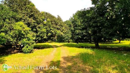 Lot 204 Sqm Farm Lot For Sale At Green Field Lubao In Pampanga