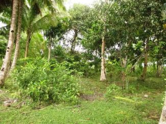 For Sale: Farm Lot in Brgy East Valencia Guimaras - 1.3 Hectare