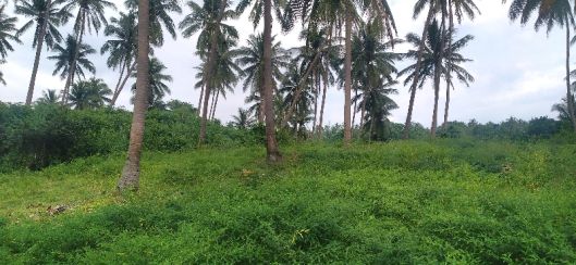 Agricultural land, farm lot for sale at Niyugan, Calaca, Batangas