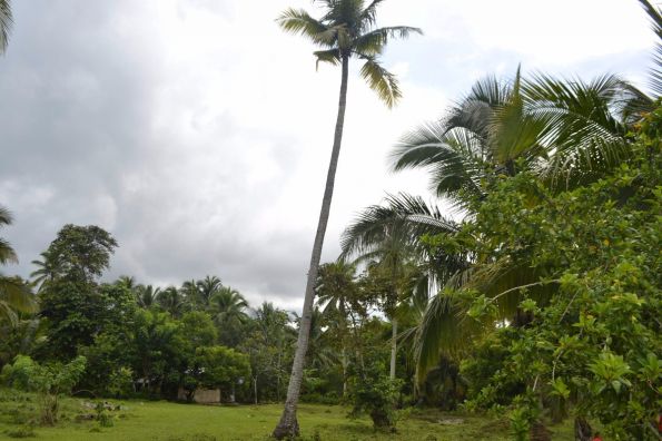 9.5 Hectare Farm Sumulong Highway, Brgy. Sto. Domingo, Calauag Quezon