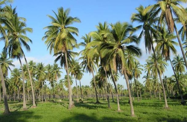 100 hectare coconut plantation in panabo davao Property No. MDR2042