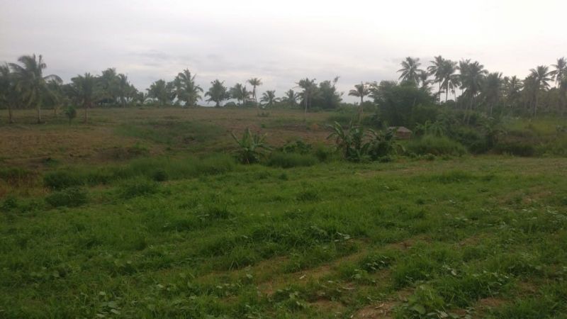 4.2 Hectares Agricultural Land in Ubay, for sale