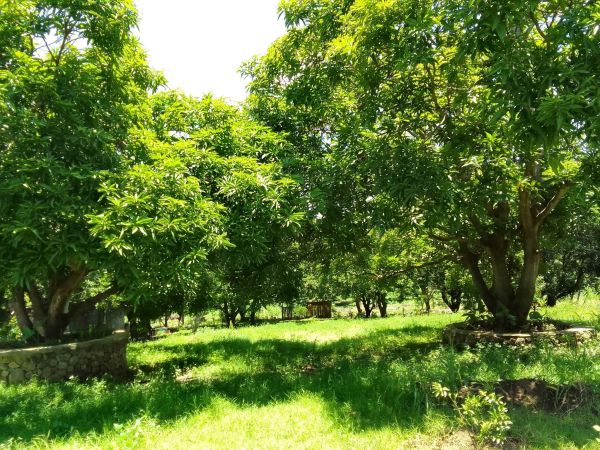 1.18 Hectare Mango Farm with Bungalow House at Tanagan Calatagan