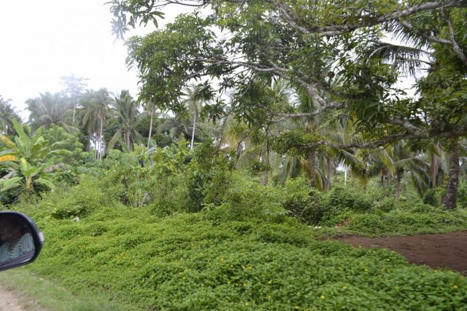 9.5 Hectare Farm Sumulong Highway, Brgy. Sto. Domingo, Calauag Quezon