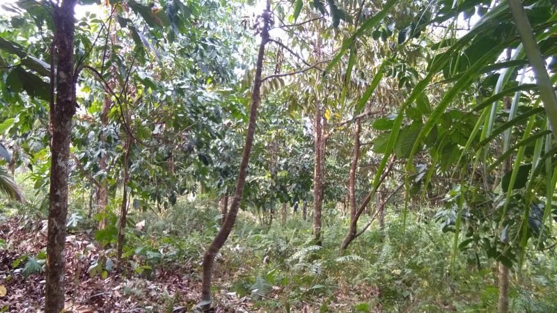 For Sale 7280 sqm Agricultural land in Loyal, Victoria, Oriental Mindoro