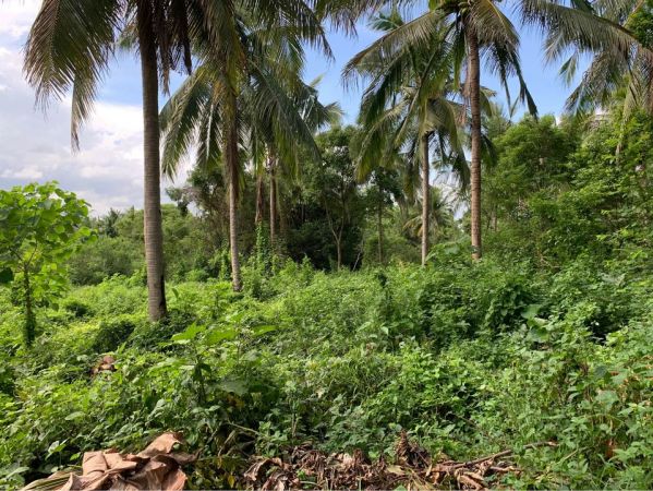 3 hectares lot for poultry at Escribano, San Juan, Batangas