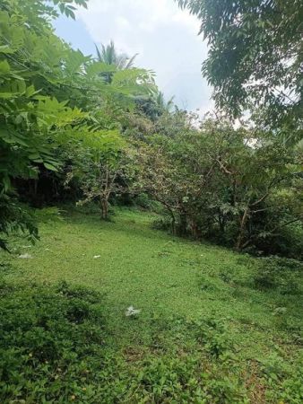 For Sale 5,000 sqm Residential/Farm Lot in Sampaloc, Tanay, Rizal