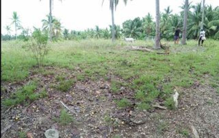 1700 sq.m Agricultural Lot. (Lumbang, Dalaguete, Cebu, Philippines 6000)