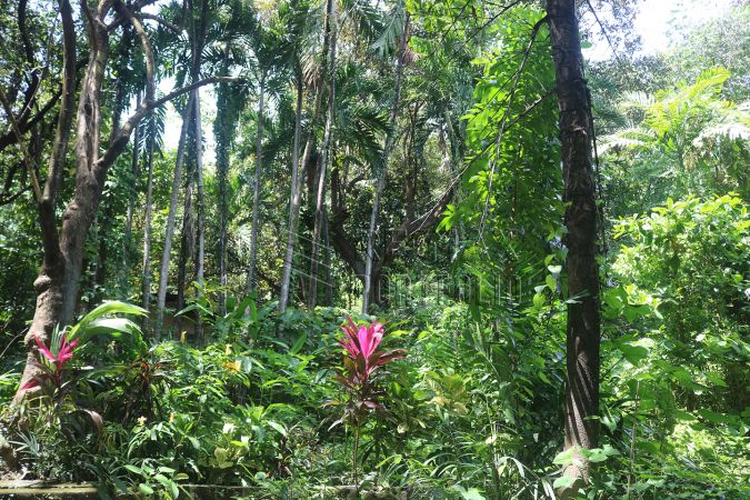 For Sale: Agricultural Land in Teresa, Rizal