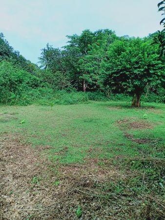 For Sale 3 Hectares Farm Lot in Alion-Batangas Dos Mariveles Bataan