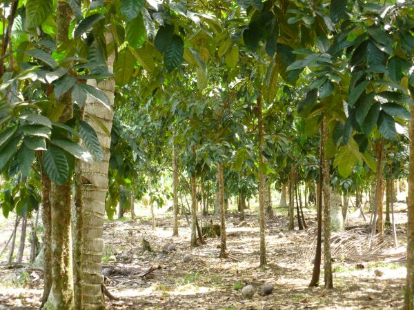 Fruit farm for sale 3.6 Hectares at Lacson near Bukidnon Highway