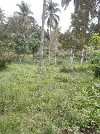 Baracatan Toril Farm Lot for Sale 1.7 hectare