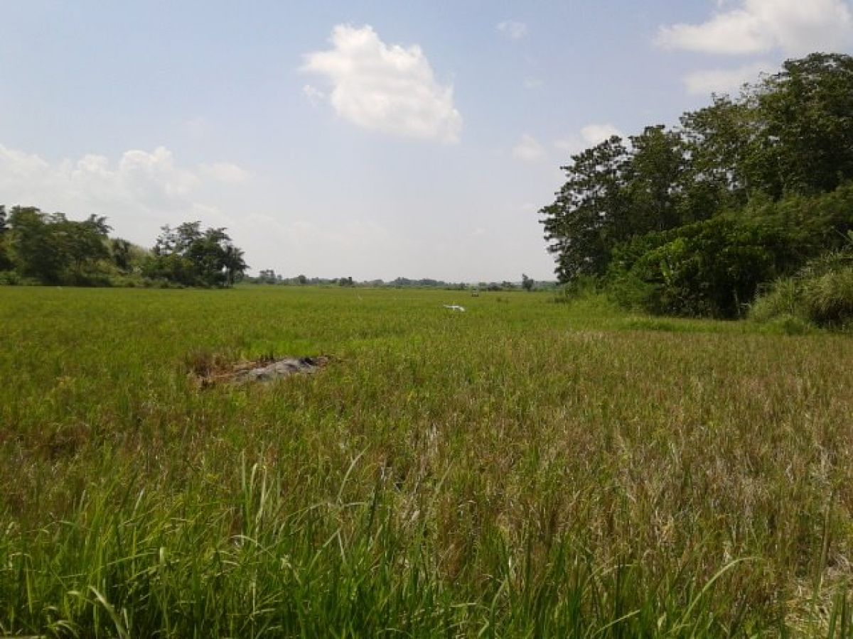 Lot for sale 20.8h rice field with title