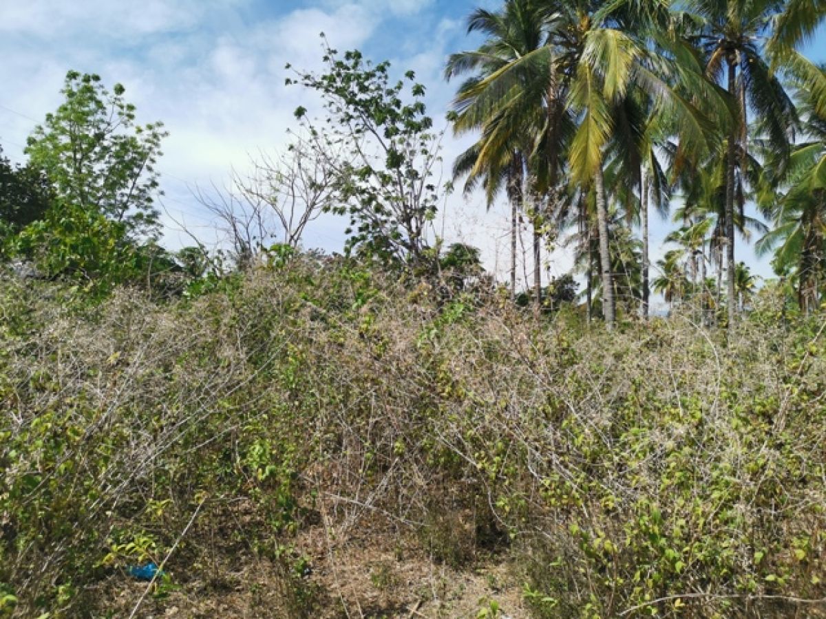 5 Hectares Agricultural Land for sale