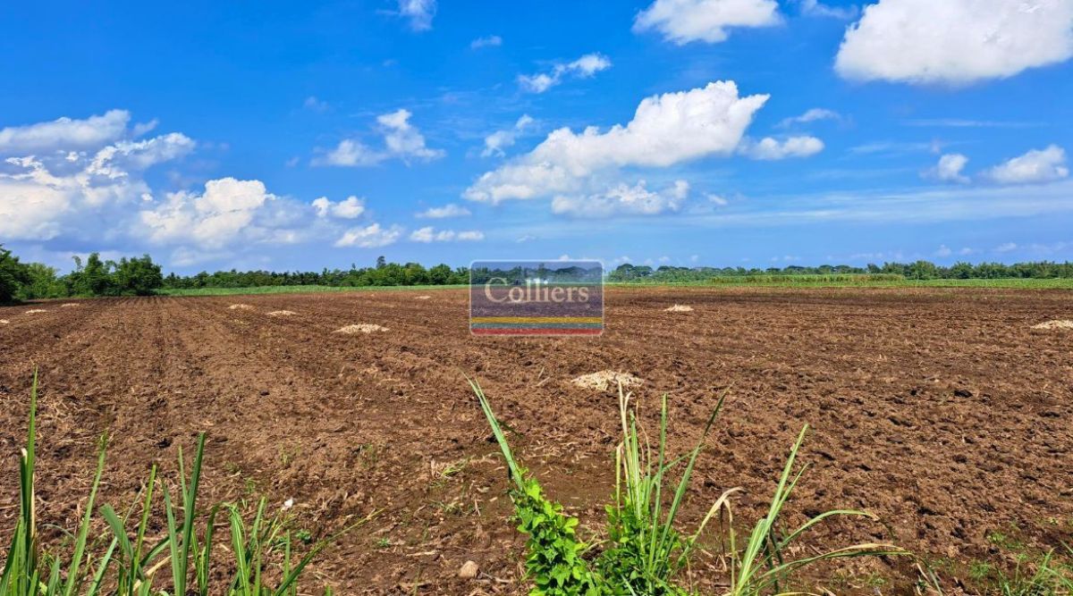 38-Hectare PEZA Industrial Land for Sale in Silay, Negros Occidental