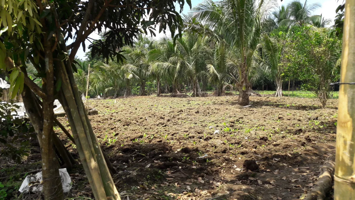 Farm Lot For Sale - 1,000 sqm in Palina Liliw Laguna