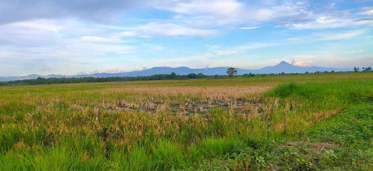 1 hectare Agricultural Lot for sale in Tantangan, South Cotabato