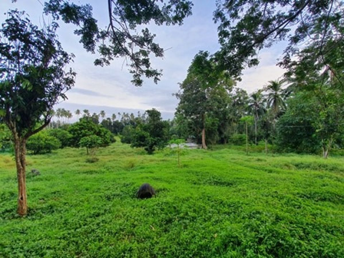 For Sale Farm land in Dolores Quezon (Negotiable)