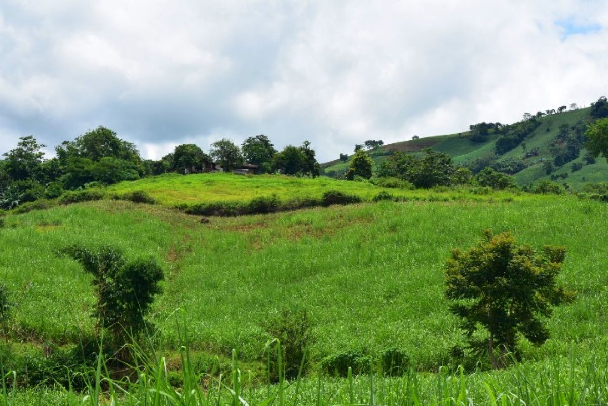 11 Hectares Agricultural Land Panalsalan Maramag Bukidnon 2.8M