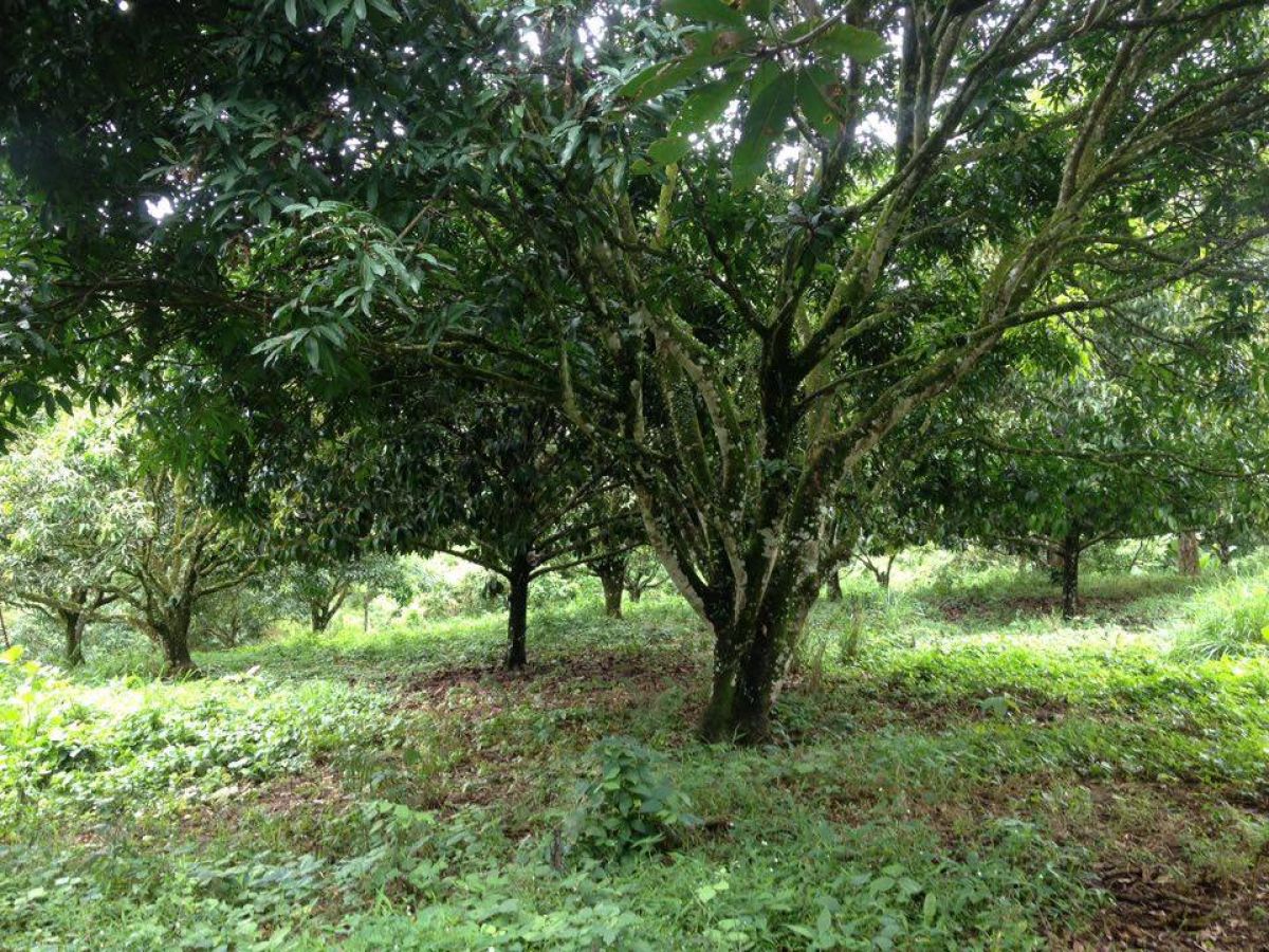 5 Hectare Farm Land Baracatan, Toril