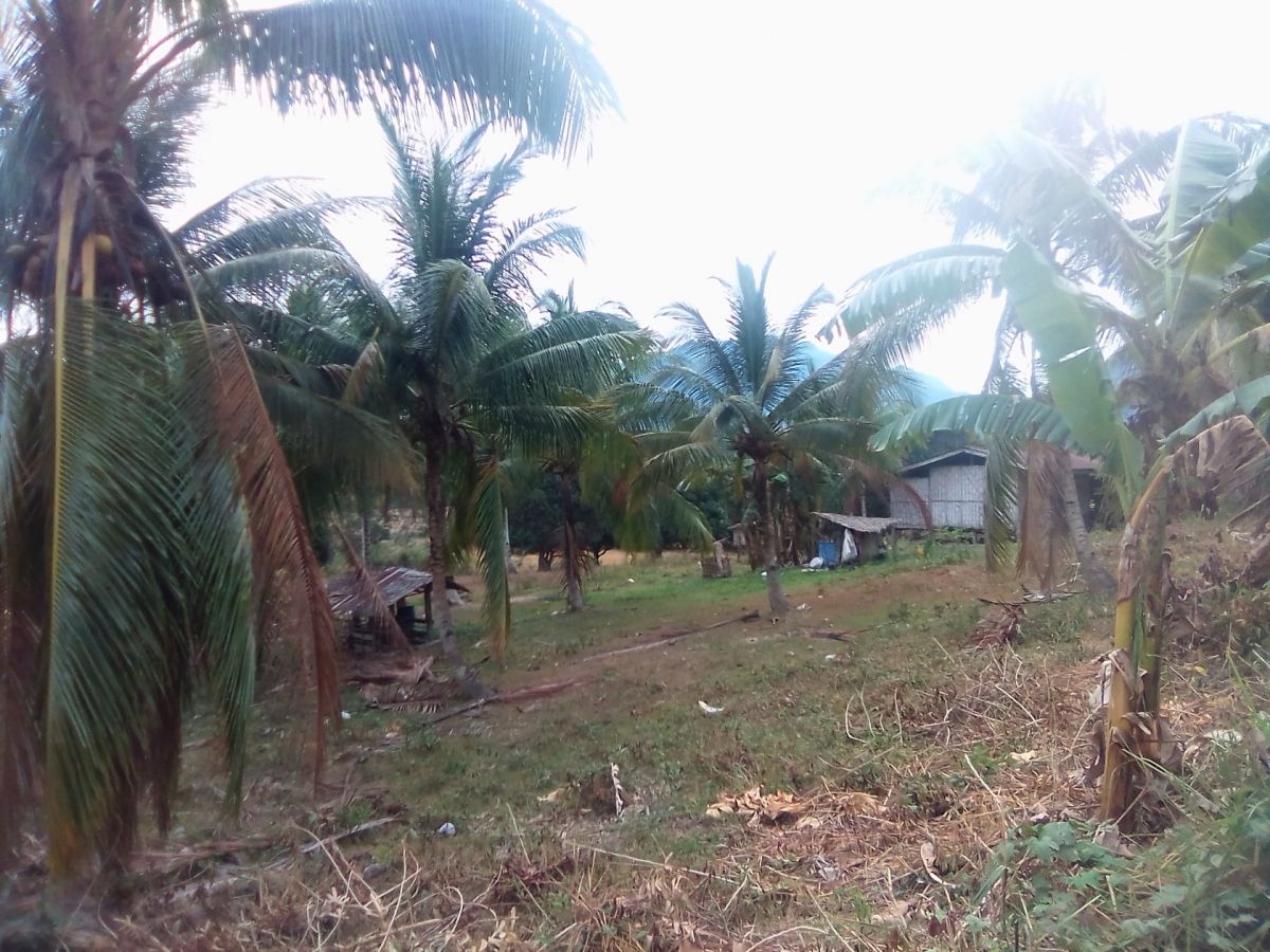 For Sale Titled 35 Hectares Agricultural Land In Palawan