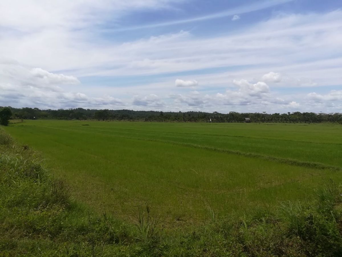 136,000 sqm or (13.6 hectares) Lot for sale in San Francisco, Agusan del Sur!