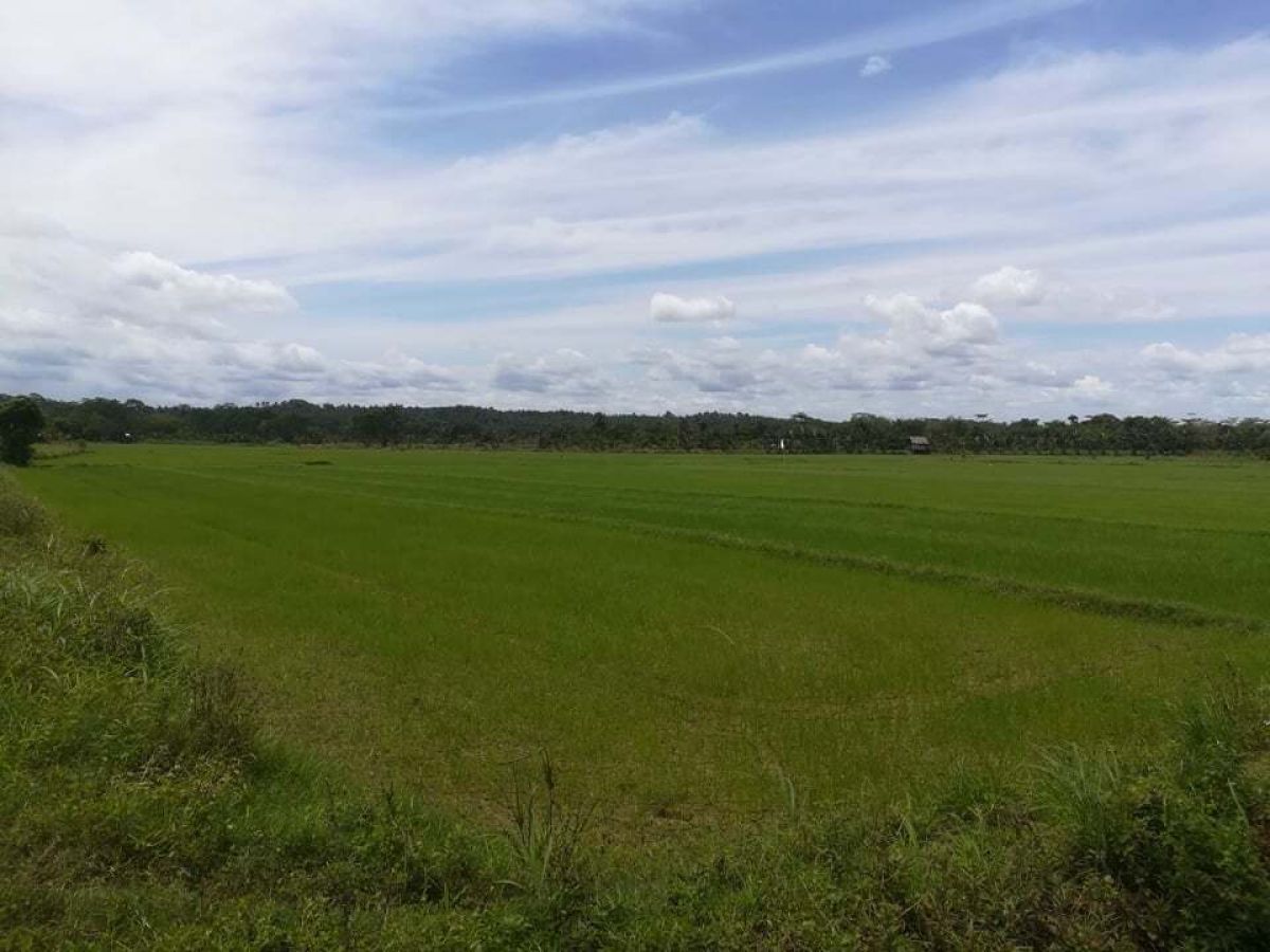 13.36 hectares lot for sale in San Francisco, Agusan, near Robinsons Place