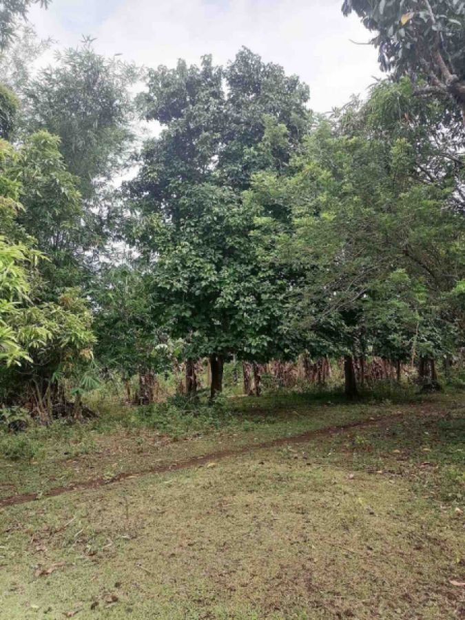 For Sale: 10 Hectares Farm Lot with Fruit Bearing Trees in Magdalena ...