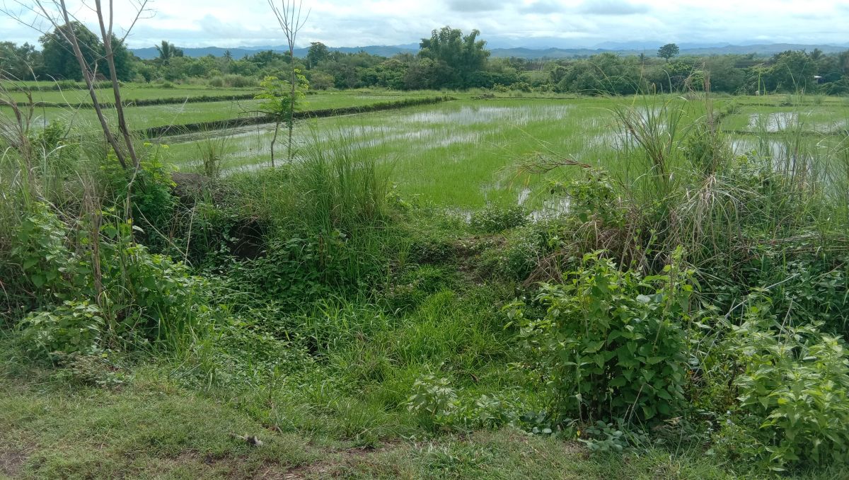 3.5 Hectares Agricultural Land For Sale