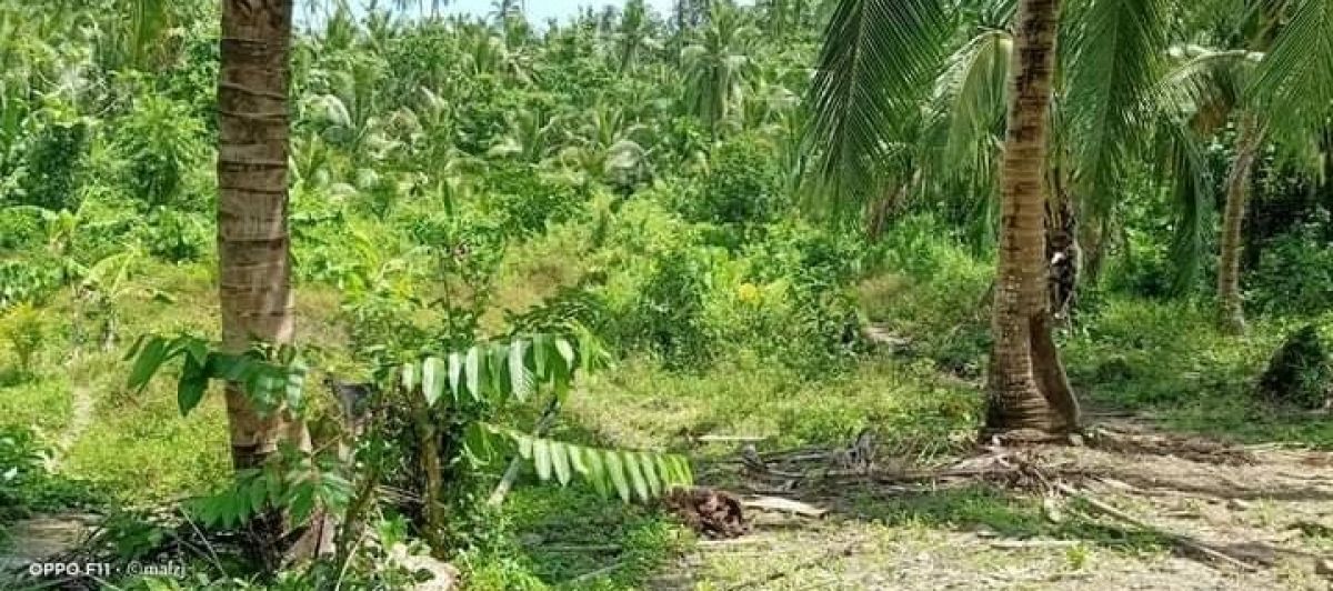 100 sq.m. Subdivided Lot For Sale in Concepcion, Lopez, Quezon