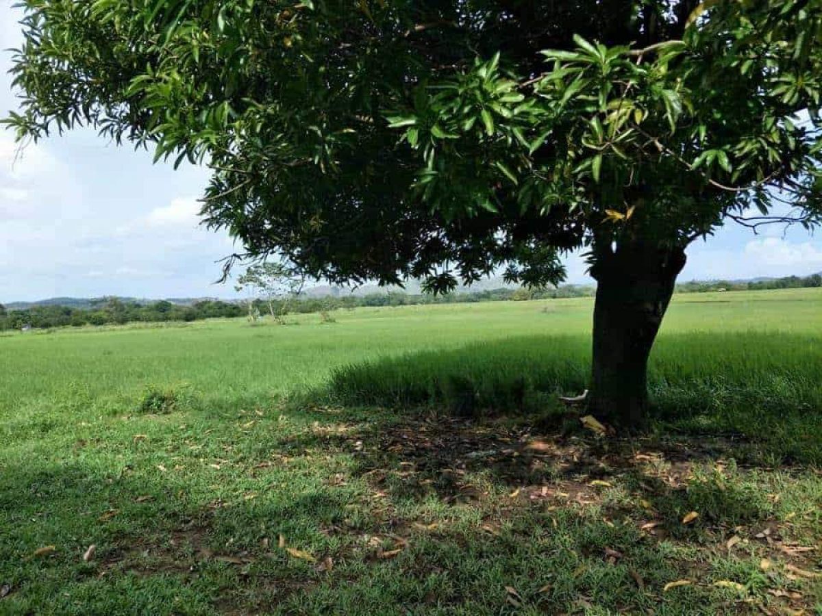 Agricultural lot in Cabatuan Alaminos. Pangasinan for sale