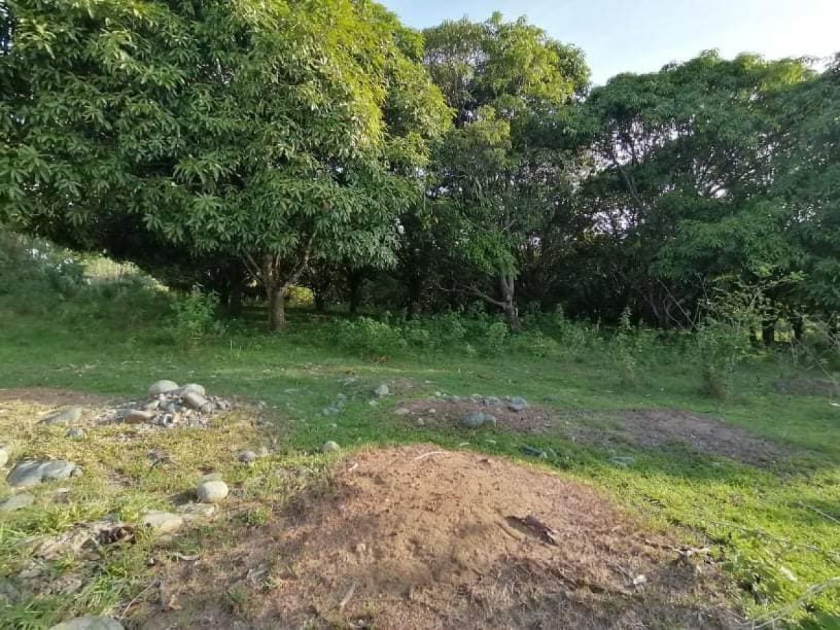 8-Hectare Lot for Sale in Burgos, San Jose, Tarlac