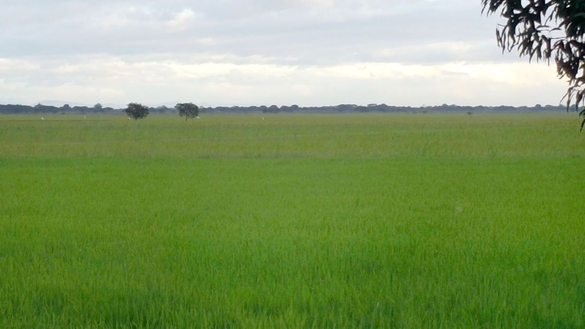 5-8-hectares-lot-58-650sqm-farm-land
