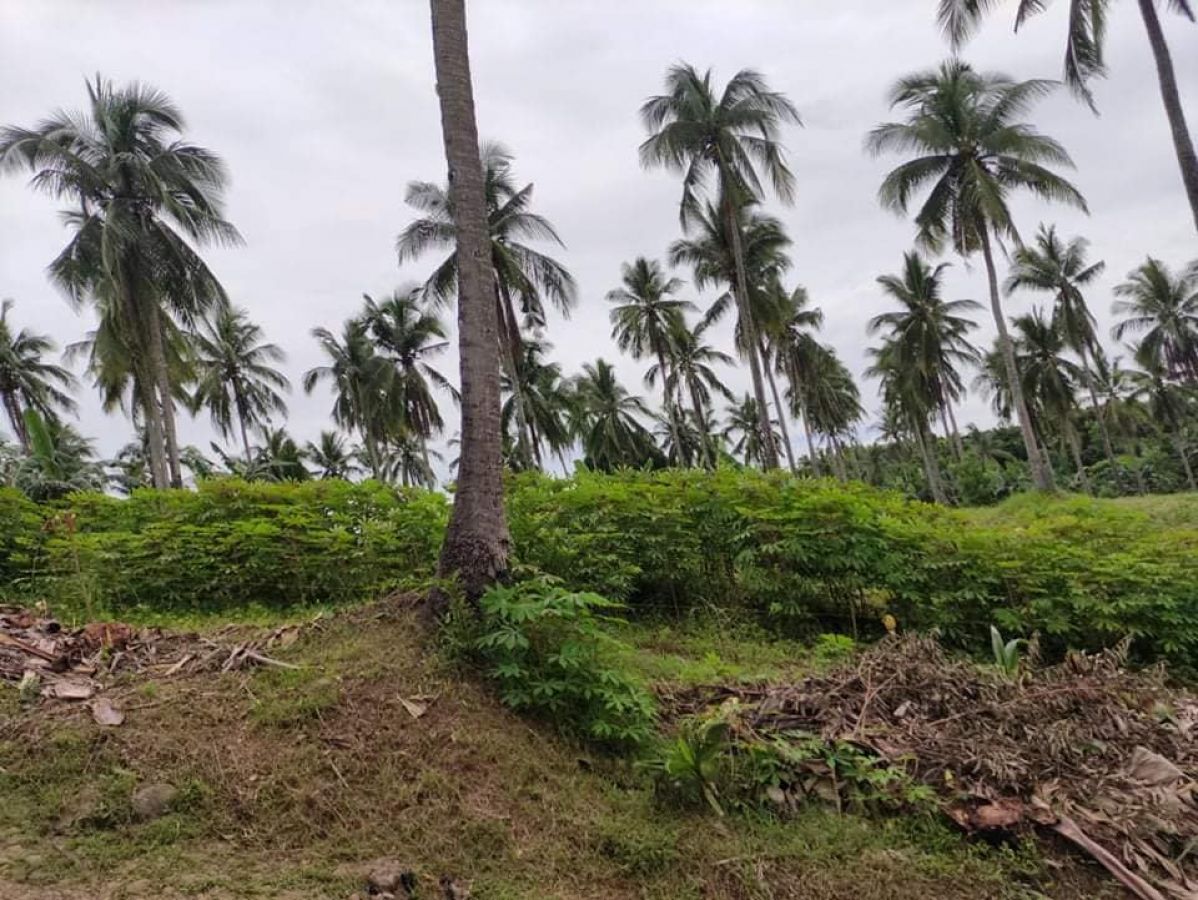 300 sqm Farm Lot for Sale in Ramirez, Magallanes, Cavite