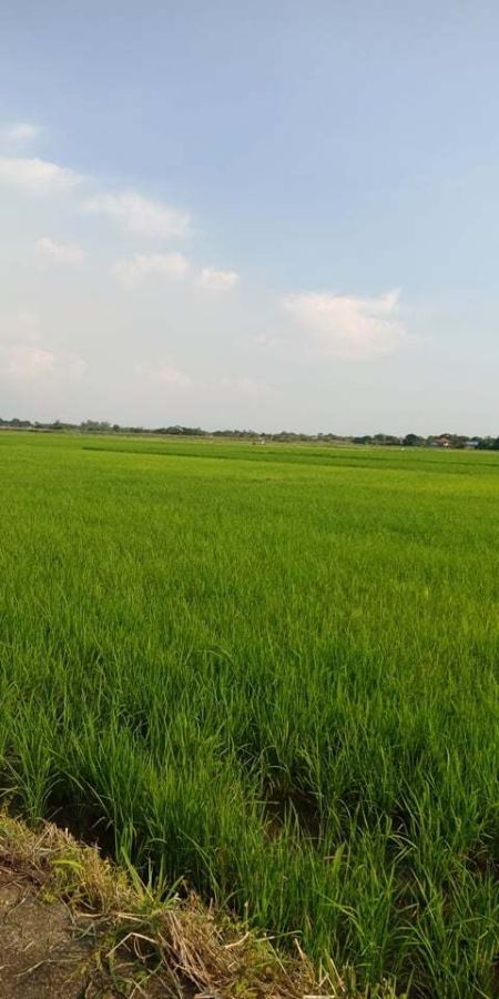 19,000 sq. meters Farm Lot For Sale at Iba-Ibayo, Hagonoy, Bulacan