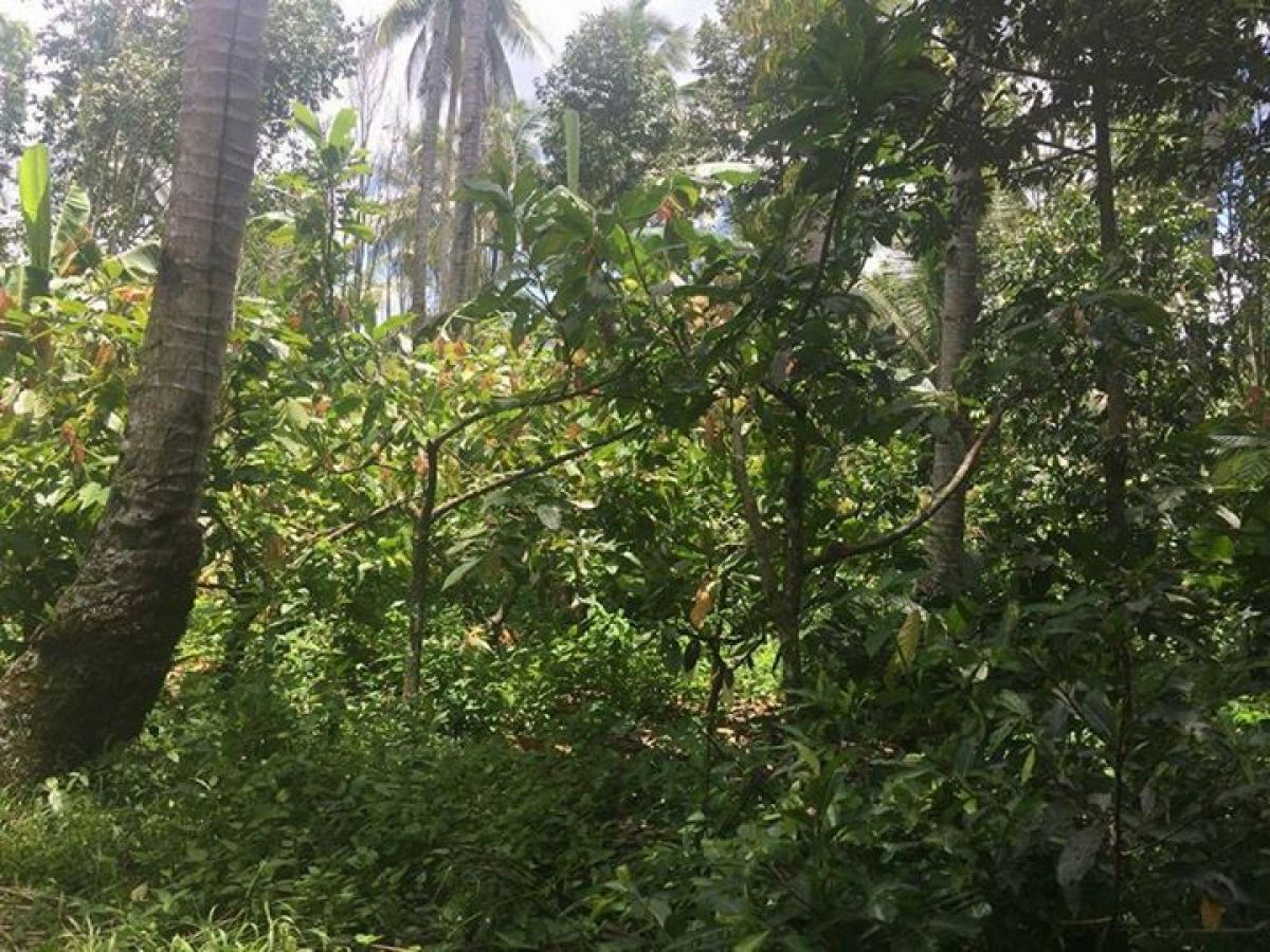 Agricultural Lot For Sale at Davao, Davao del Sur