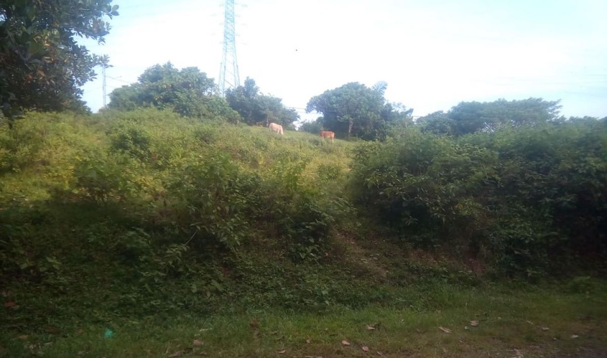 7 Hectares Lot in Brgy. Lewin Lumban Laguna