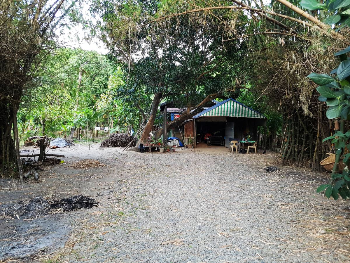 Pangasinan Residential/Mango Farm 3,572 sqm. For Sale P7M negotiable.