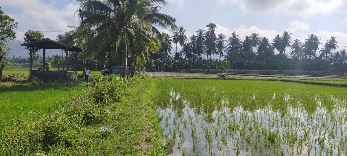 Land 1 Hectare Irrigated Rice Field For Sale in San Jose, Koronadal